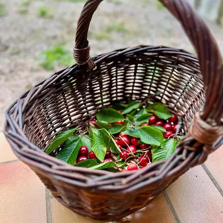 Hoteliere Du Magnoac Ξενοδοχείο Castelnau-Magnoac